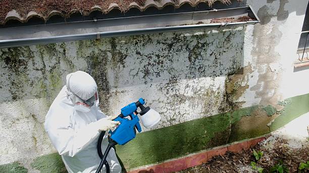 Top rated local Bathroom Mold Removal specialists in Imler, PA